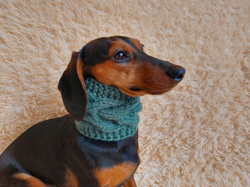 warm winter woolen snood for dog - warm snood for dog with braid on the neck - clothes for a dachshund